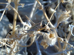 Orthoptera