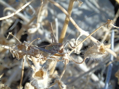 Orthoptera