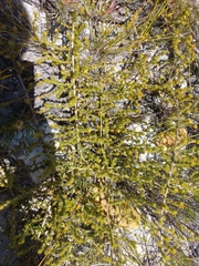 Aspalathus batodes spinulifolia