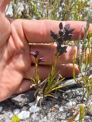 Eulophia ustulata