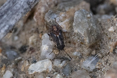 Lygaeidae