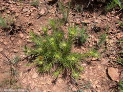 Geigeria burkei