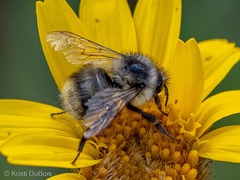 Bombus sitkensis
