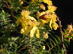 Hypericum revolutum revolutum