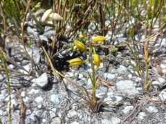 Eulophia ustulata