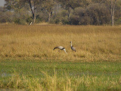 Bugeranus carunculatus