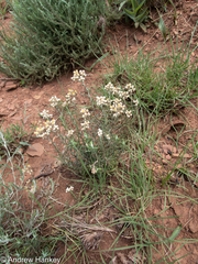 Helichrysum aureonitens