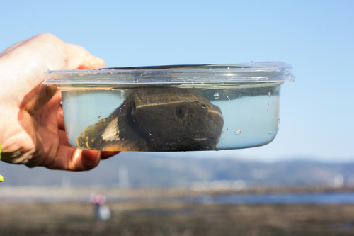 Buffalo sculpin (Enophrys bison) — Cottidae — 4