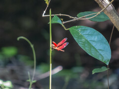 Neurothemis ramburii
