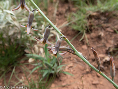 Dipcadi ciliare