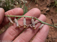 Dipcadi ciliare