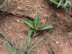Ledebouria luteola