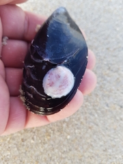 Crepipatella dilatata