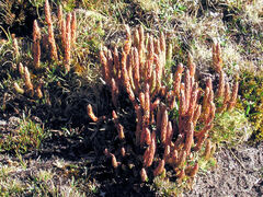 Phlegmariurus crassus