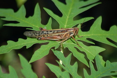 Schistocerca piceifrons