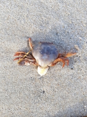 Polybius henslowii
