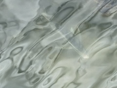 Chloroscombrus chrysurus