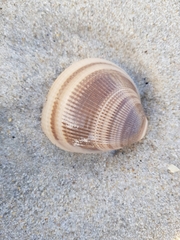 Laevicardium crassum