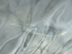 Chloroscombrus chrysurus