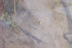 Fontinalis antipyretica