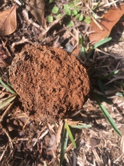 Pisolithus