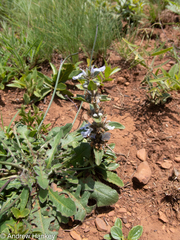Ajuga ophrydis