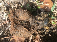 Pisolithus