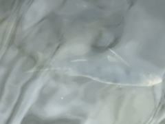 Chloroscombrus chrysurus