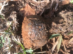 Pisolithus