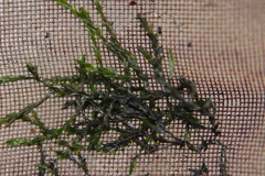 Fontinalis antipyretica