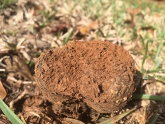 Pisolithus