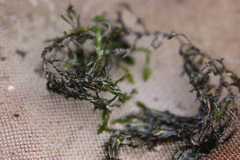 Fontinalis antipyretica