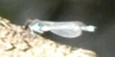 Erythromma najas