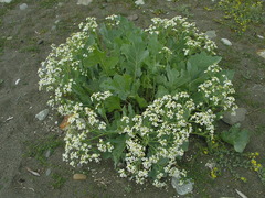 Crambe