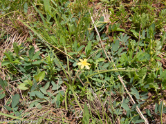 Hypoxis argentea