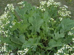Crambe
