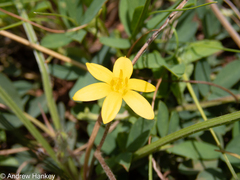 Hypoxis argentea