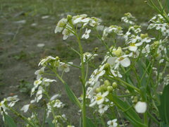 Crambe