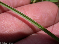 Hypoxis argentea