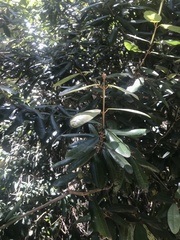 Aextoxicon punctatum