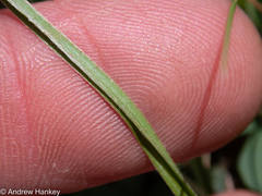 Hypoxis argentea