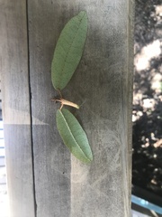 Aextoxicon punctatum