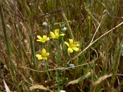 Linum mysorense
