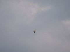 Tachycineta leucopyga