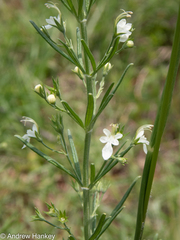Teucrium trifidum