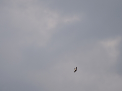 Tachycineta leucopyga