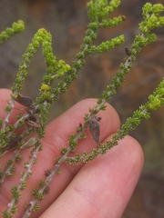 Aspalathus pinguis pinguis