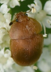 Cychramus luteus