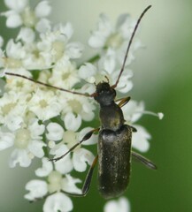 Grammoptera ruficornis