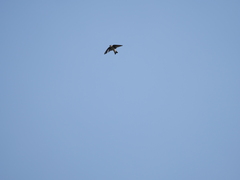 Tachycineta leucopyga